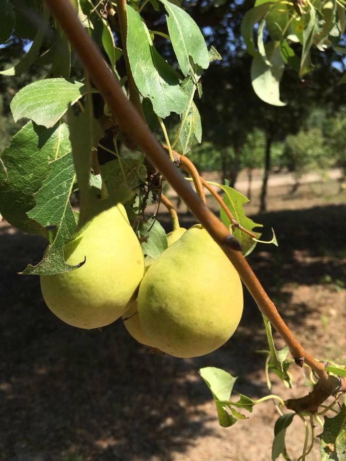 Agriturismo Su Pirastru Sa Castanza Exterior foto